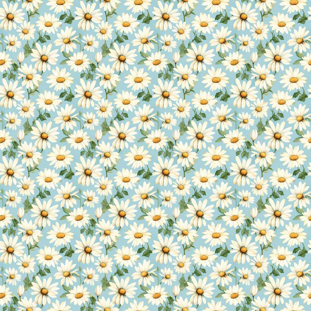 Elegant White Daisy Flowers on Sky Blue Background Wildflower