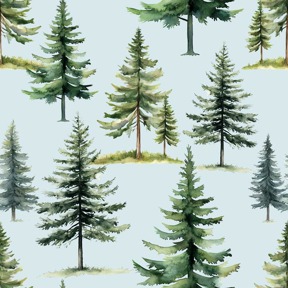 Pine Tree Forest Evergreen Woodland Nature on Soft Blue
