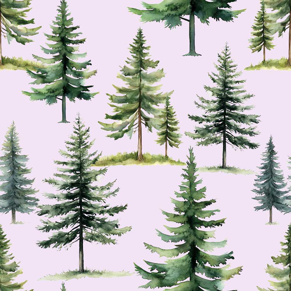 Pine Tree Forest Evergreen Woodland Nature on Soft Lilac