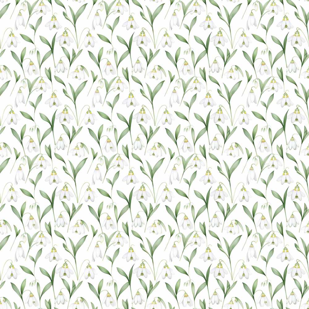 Elegant Snowdrop Flowers with Green Leaves White Background Wildflower