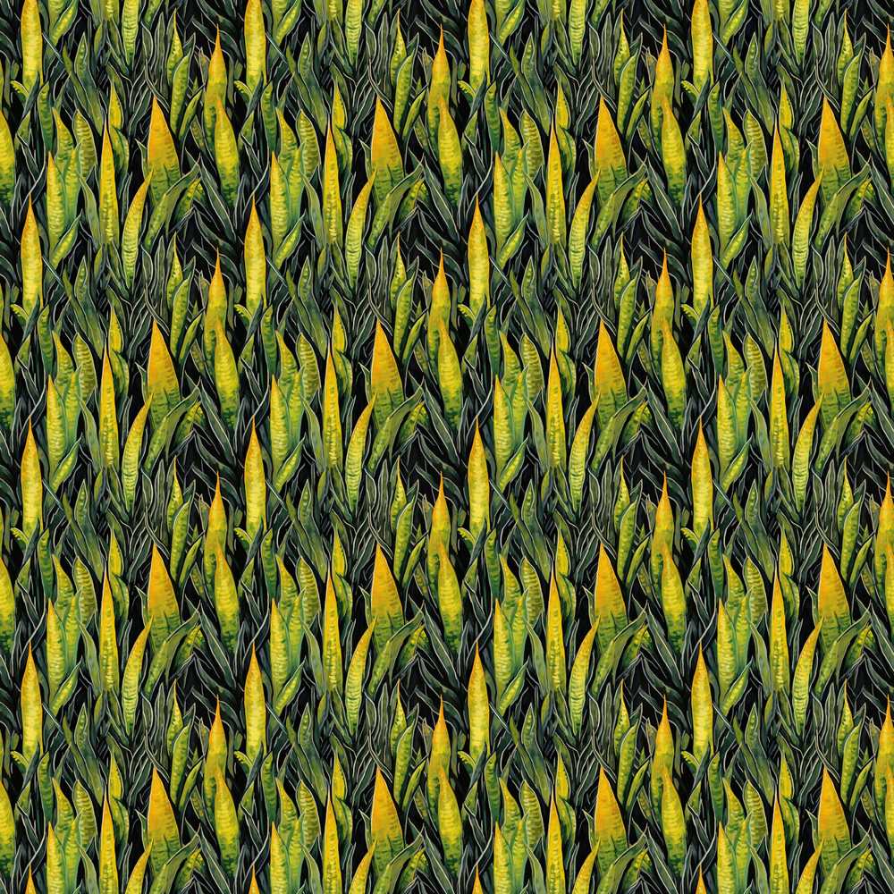 Dense Tropical Snake Plant Leaves on Dark Background Wildflower